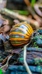 Borneo giant pill millipede walking on the forest ground