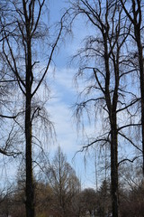 trees and sky