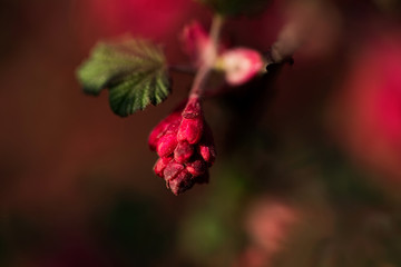 kwiat © kolorowekadry