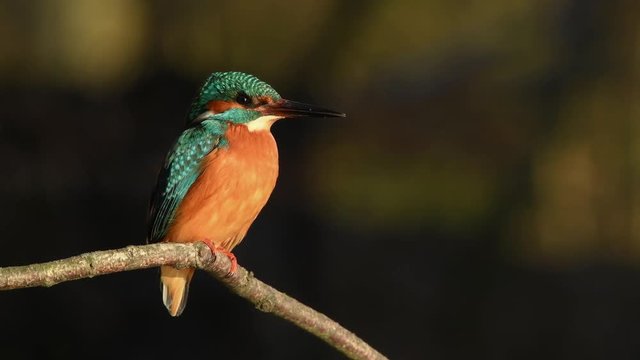 Common kingfisher sitting on a branch and flay away