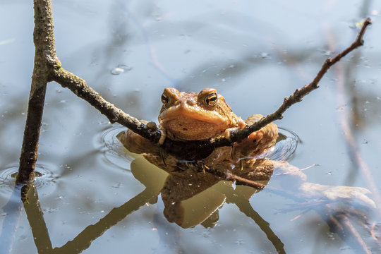 frosch im wasser