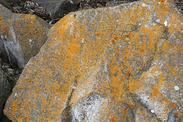 mossy rocks, yellow mossy rocks indicate north direction, north direction and mossy rocks,