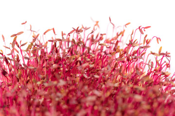 Macro red amaranth microgreens grown indoors in soil