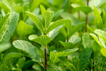 Mint plant grow at vegetable garden © byrdyak