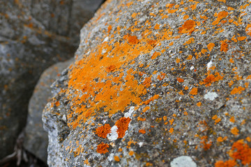mossy rocks, yellow mossy rocks indicate north direction, north direction and mossy rocks,