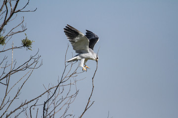 Kite displaying aerobics