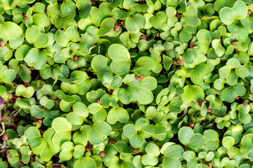 Microgreen sprouts raw sprouts