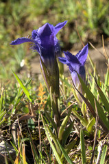 Gentianopsis crinita; Fringed gentian flowering on Alp Palfries, Swiss Alps