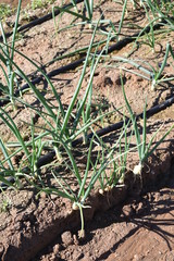 Arizona green onion field