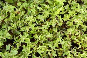 Watercress cress salad green