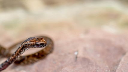 closeup of baby snake