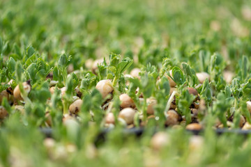 Micro green of peas