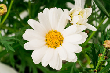 Fototapeta premium daisy flowers blooming in spring