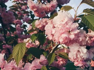 Pink sakura blossom close up, spring time