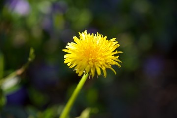 dandelion in grass