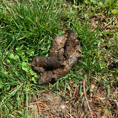 dog poop in the grass