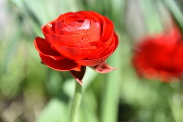 red rose in the garden