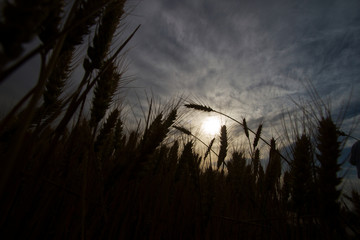 wheat in china
