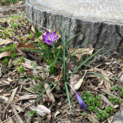 crocus next to tree stump