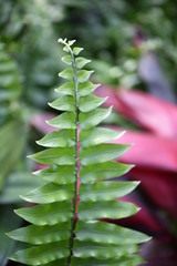 green leaves of fern