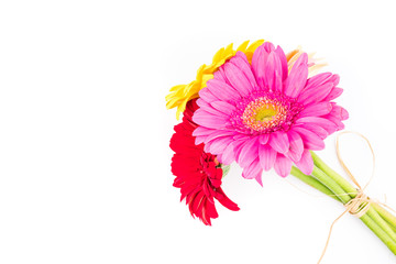 Colored gerbera flowers