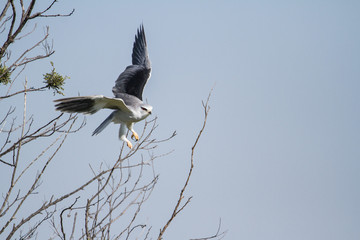 Black Winged Kite on a tree