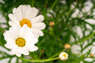 daisy flowers blooming in spring