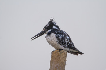 Pied Kingfisher perched on a pole