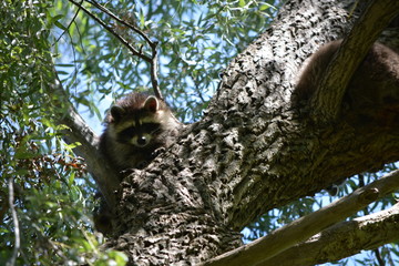 raccoon in the tree