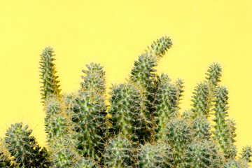 Cacti are tall and long on a yellow background. Prairie concept.