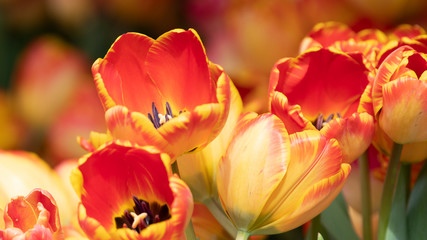 Obraz na płótnie Canvas Orange and yellow cut tulips.