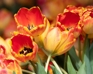 Orange and yellow cut tulips.