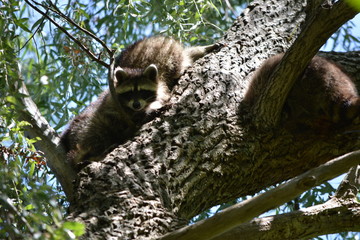 raccoon on a tree