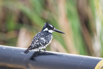 Pied Kingfisher perched on a pole