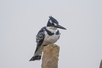 Pied perched on a pole