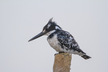 Pied perched on a pole
