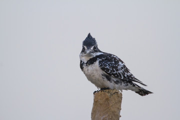 Pied perched on a pole