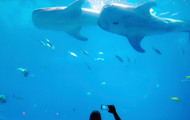 Obraz premium Man taking picture of fish in exotic aquarium with the blue background with green coral