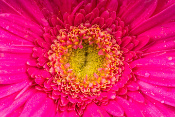 Colored gerbera flowers