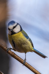 Bright blue tit sits on a branch in the park and looks at the photographer. City birds. Blurred background. Close-up. Wild nature. Spring soon.