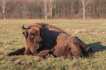 european bison, Romania