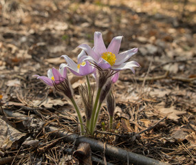 first spring flower in the forest