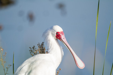 Posing Spoonbill