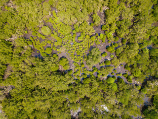 Aerial top view of green mangrove forest from the drone. Koh Chang island, Thailand.