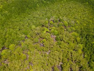 Aerial top view of green mangrove forest from the drone. Koh Chang island, Thailand.