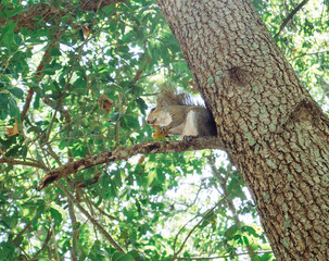 Squirrel is on the tree branch
