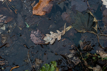 Autumn leaves floating in water on sunny day in early spring