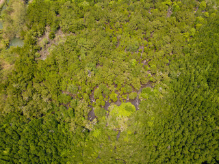 Aerial top view of green mangrove forest from the drone. Koh Chang island, Thailand.