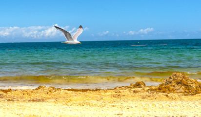 seagull in flight