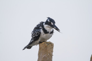 Pied perched on a pole